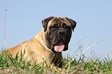 BULLMASTIFF 372